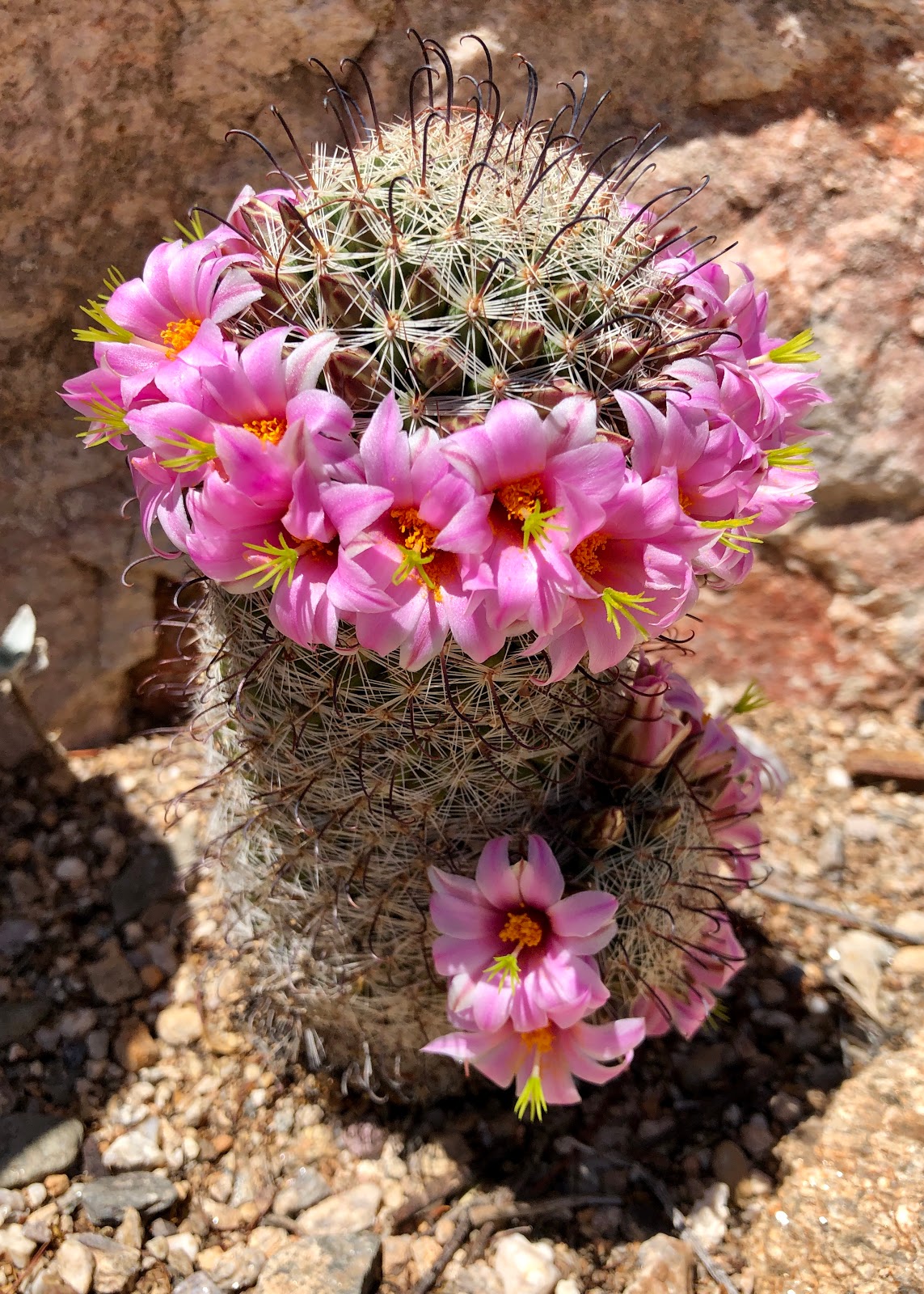 Lulu and Papa Pincushion Cactus