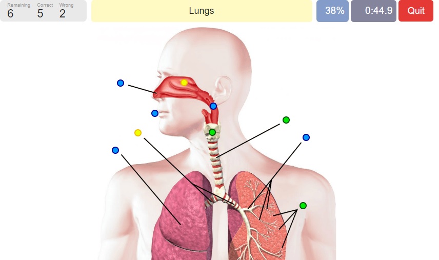 Bilingual Year 6: HOW DOES THE RESPIRATORY SYSTEM WORK?