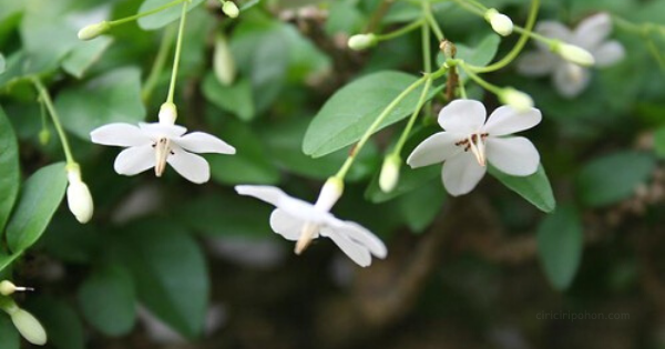 Ciri Pohon Anting Putri