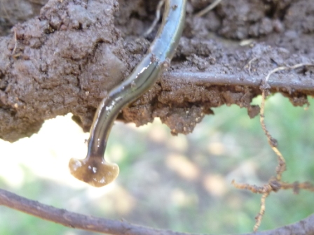 Maui Jungalow: Shovel Headed Worm, Weird Red Fungi and other Garden
