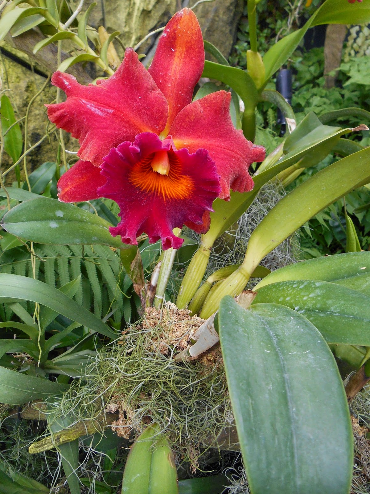 Exotic Plants in Indonesia Orchid Galleries