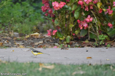 Cuereta torrentera (Motacilla cinerea)