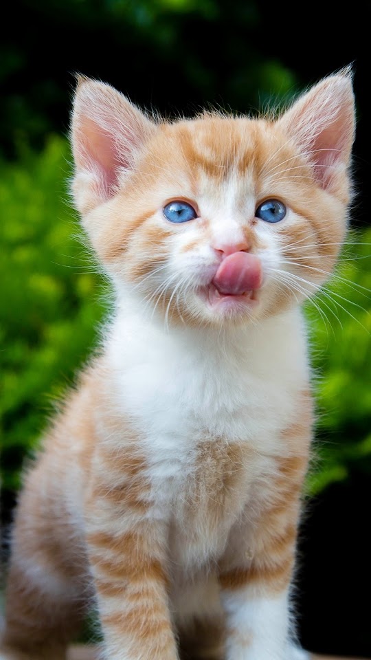 Cat Kid Pink Tongue Galaxy Note HD Wallpaper