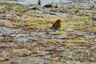 Pit-roig (Erithacus rubecula)