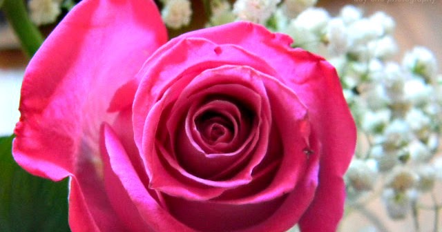 Day One Photography: Valentines Rose