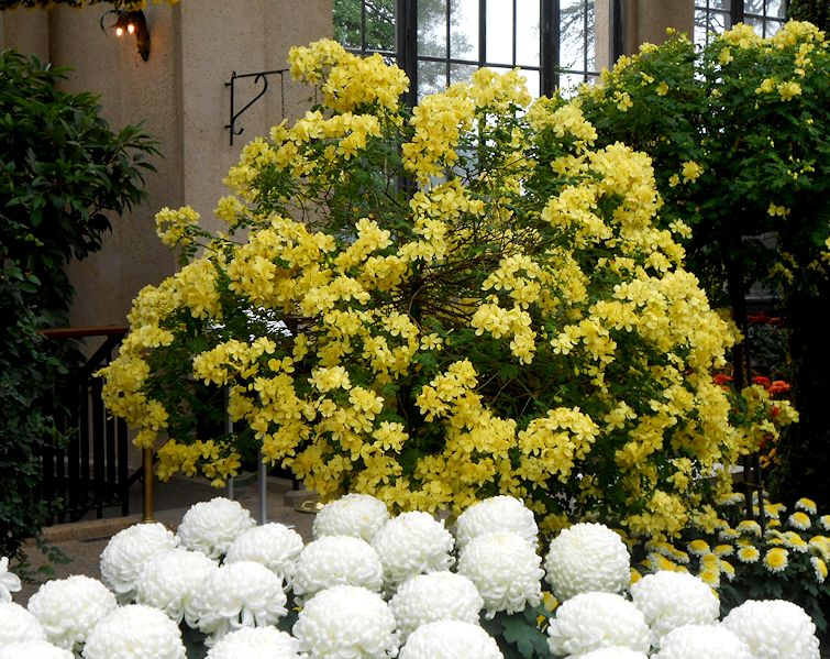 Indoor Plants That Will Purify The Air In Your Home Or Office