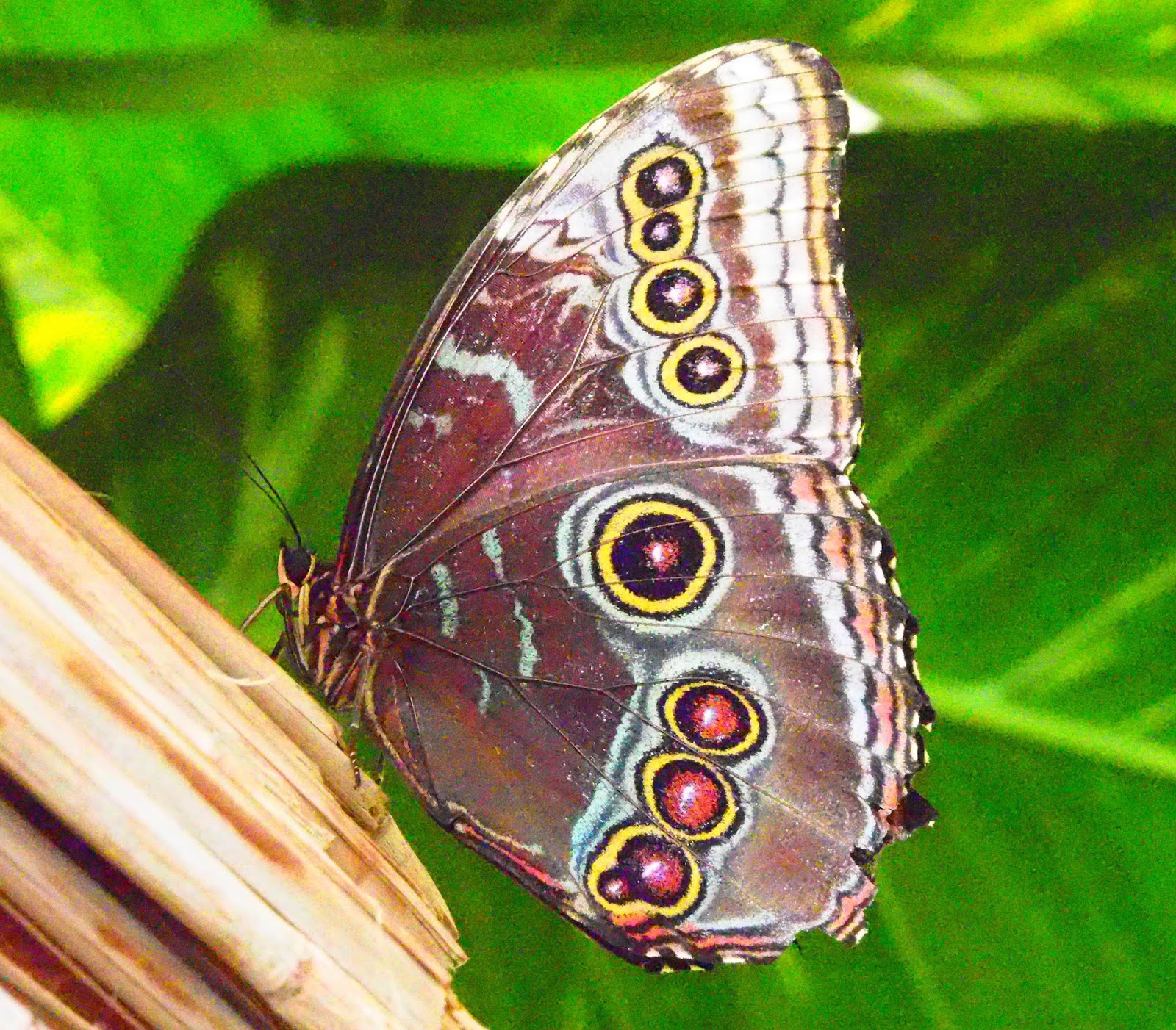NichtvondieserWelt Schmetterlingsgarten BendorfSayn