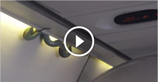 Quand un serpent s'incruste dans la cabine d'un avion