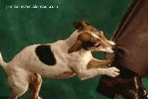 13 Arti Mimpi Melihat Anjing Makan Ular Menurut Primbon Jawa Dan Islam - Arti  Mimpi Primbon Islam