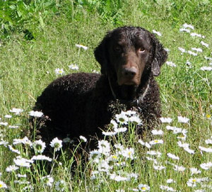 The dog in world: Curly-Coated Retriever dogs