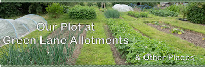 Our Plot at Green Lane Allotments