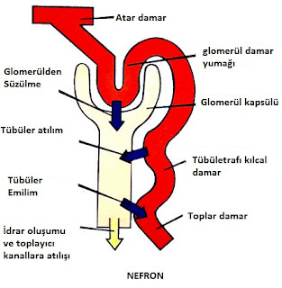 1.Boşaltım Fizyolojisi (Sistemi)