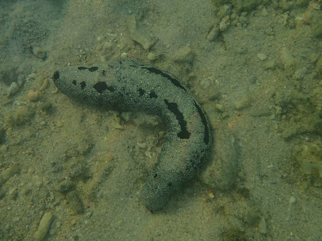 Holothuria atra Holothuria atra