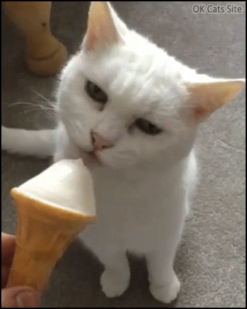 Funny Cat GIF • Funny cat eating a delicious ice cream. F*ck the lactose! Funny Cat GIF • Funny cat eating a delicious ice cream. F*ck the lactose!