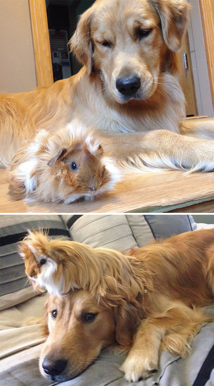 50 Heart-Warming Photos of Animals Growing Up Together - When Milo First Met Little Baby Stuart And Now 50 Heart-Warming Photos of Animals Growing Up Together - When Milo First Met Little Baby Stuart And Now