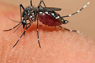 Benefits of Baby Oil to Shoo Naughty Mosquitoes Benefits of Baby Oil to Shoo Naughty Mosquitoes