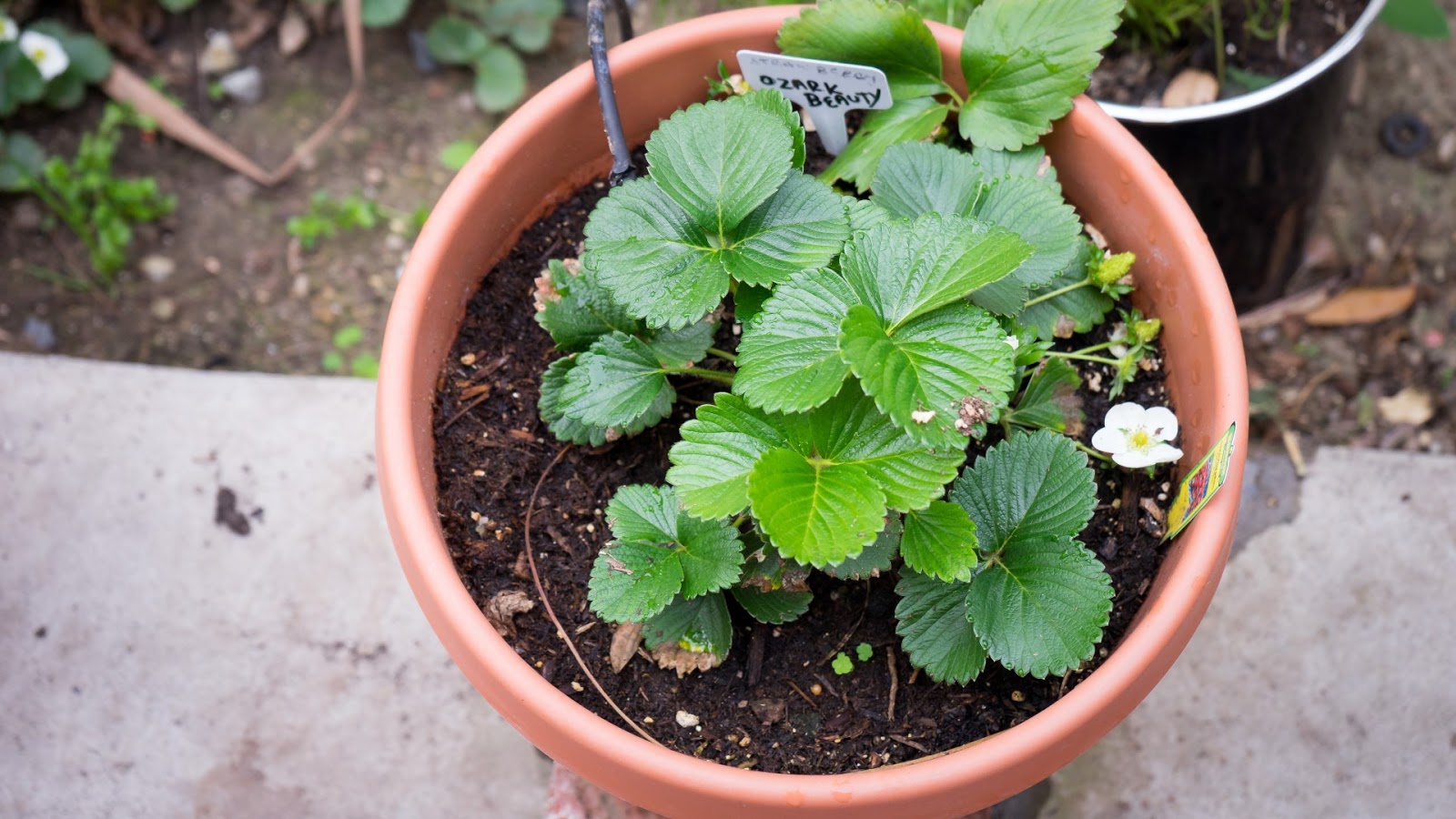California Gardening Growing Strawberries Ozark Beauty