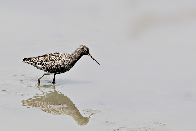 Spotted redshank in breeding plumage