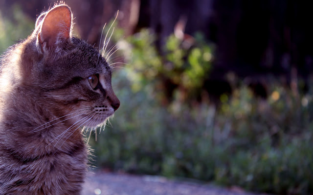 Beautiful kitty in the sun