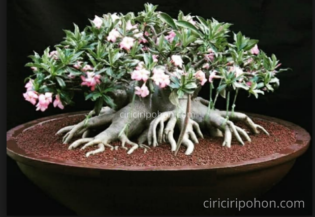 Ciri Ciri Pohon Bonsai Adenium