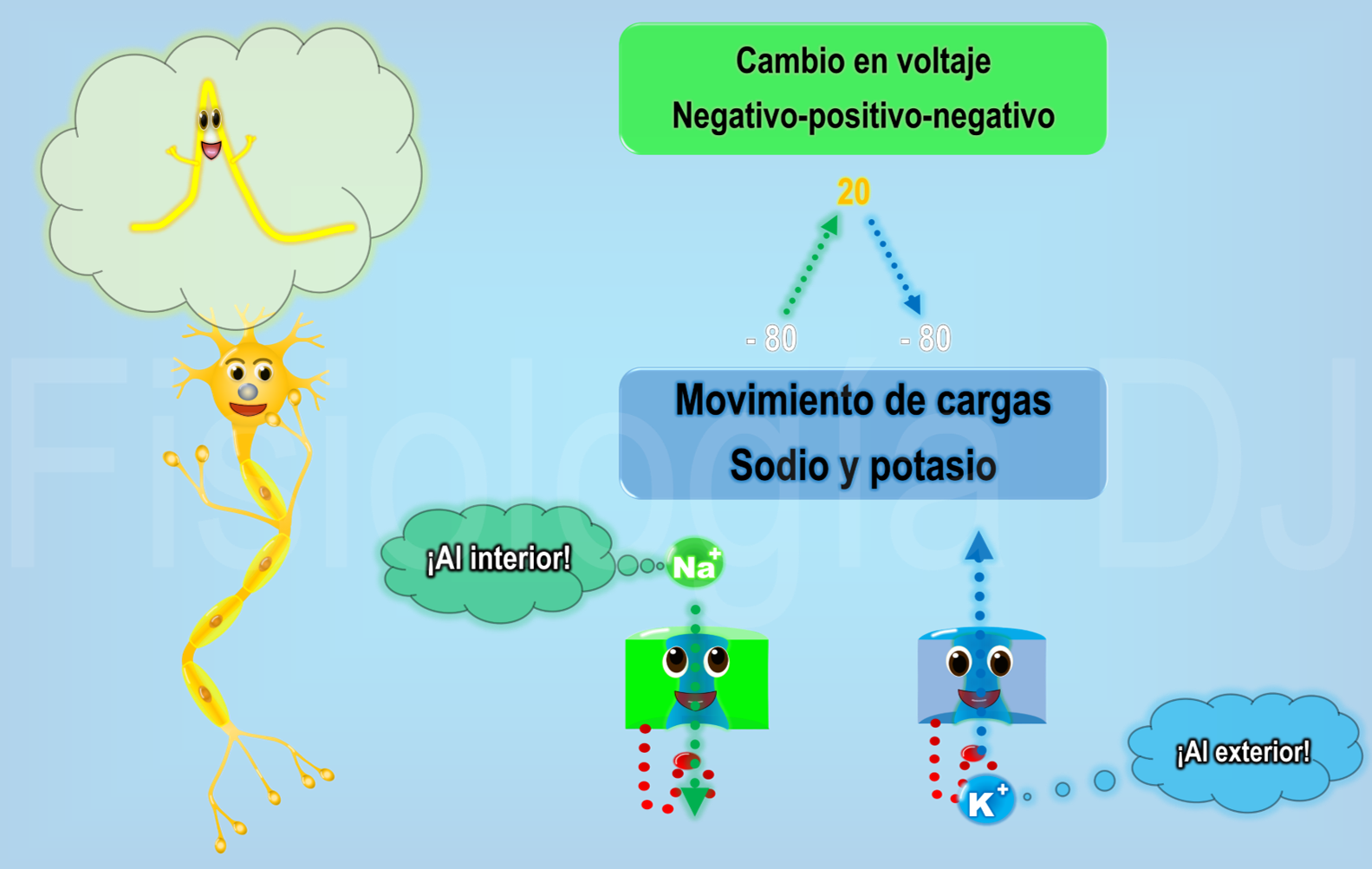 Fisiología DJ Fisiología Generación del potencial de acción