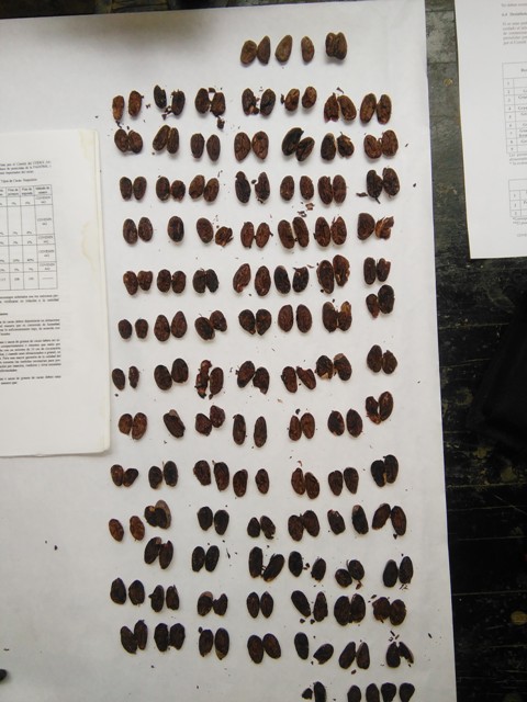 Los lotes de cacao de buena calidad, deben contener menos de 15% de granos violetas, un máximo de 1% de granos pizarrosos, hasta 2% de granos mohosos, 1% de granos apolillados y 2% de almendras planas. Muestra de cacao sometida a prueba de corte para determinar su calidad.