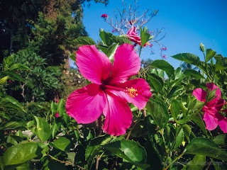 Sweet Pink Blooming Flower Of Hibiscus Or Rosemallow Plants In The Warm Sunshine In The Morning North Bali Indonesia