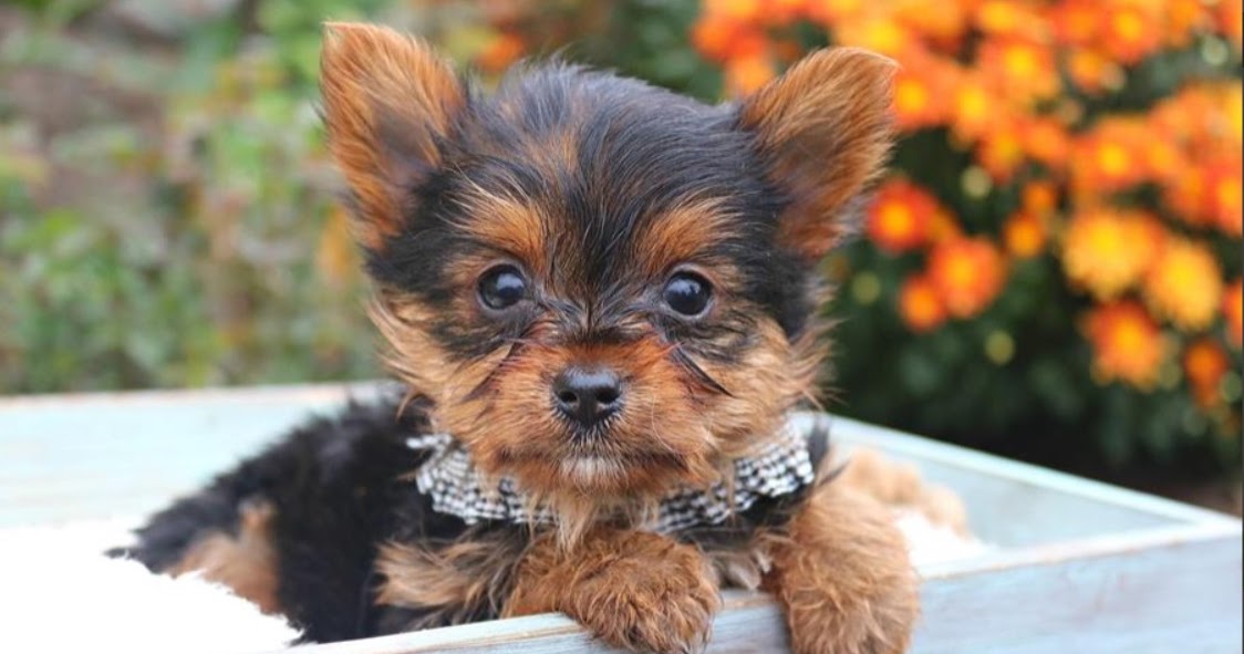 cheap pet supplies near me