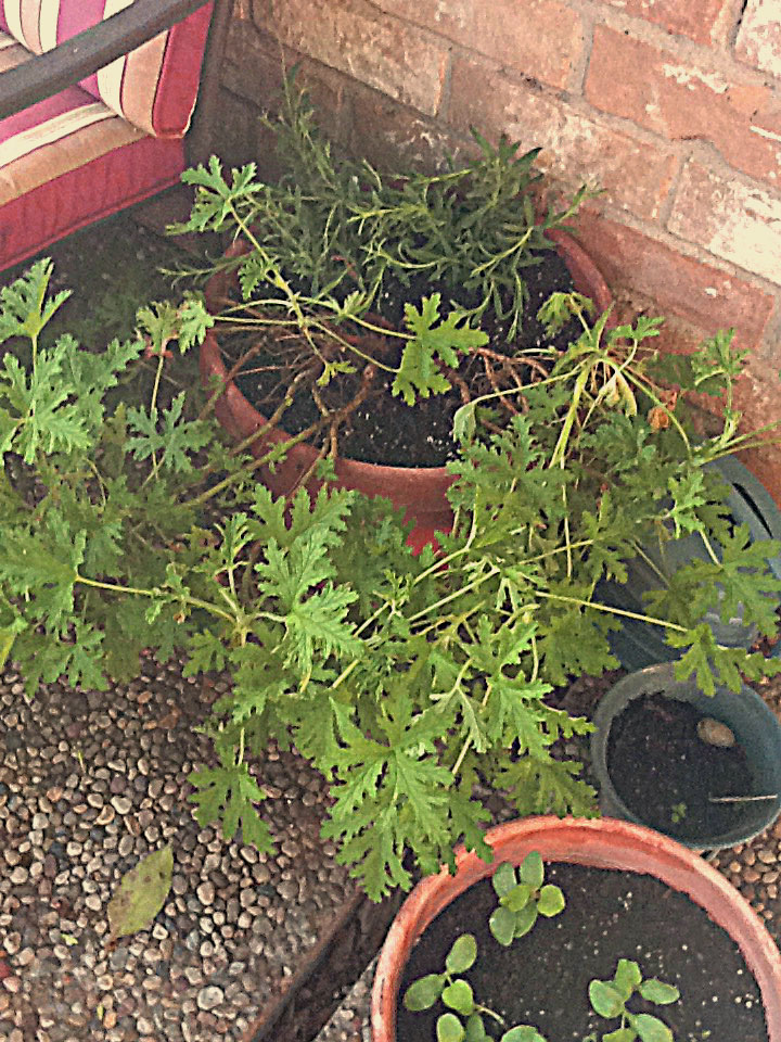 It's a Dog's Life Our little herb farm in Houston