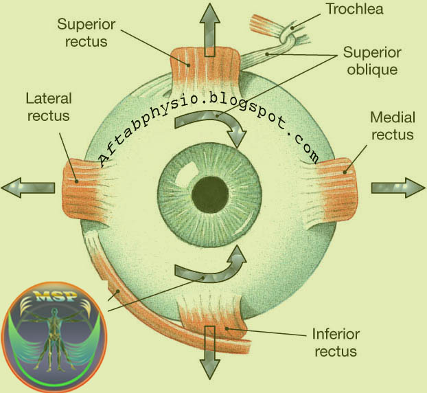 Anatomy of Eye ~ Anatomy for MSP