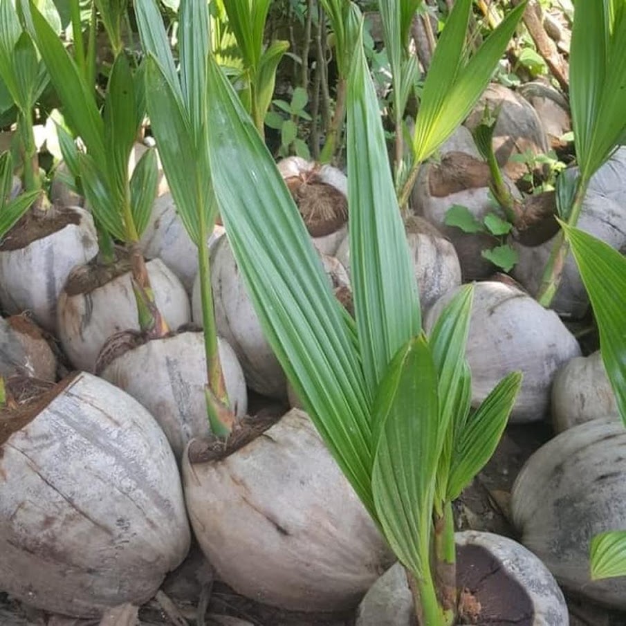 Bibit kelapa genjah entok unggul berkualitas dijamin berbuah 2 3thn Jawa Timur