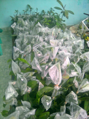 Bibit Sawit, Karet dan Aren: Jual Bibit Asam Gelugur Sambung Pucuk Di Sumatera Utara Bibit Sawit, Karet dan Aren: Jual Bibit Asam Gelugur Sambung Pucuk Di Sumatera Utara