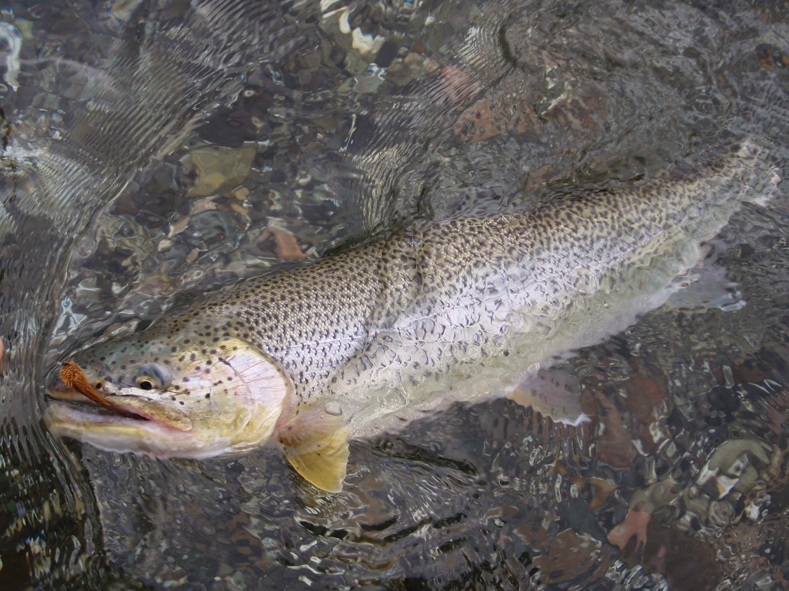 Sea Run Cutthroat Trout