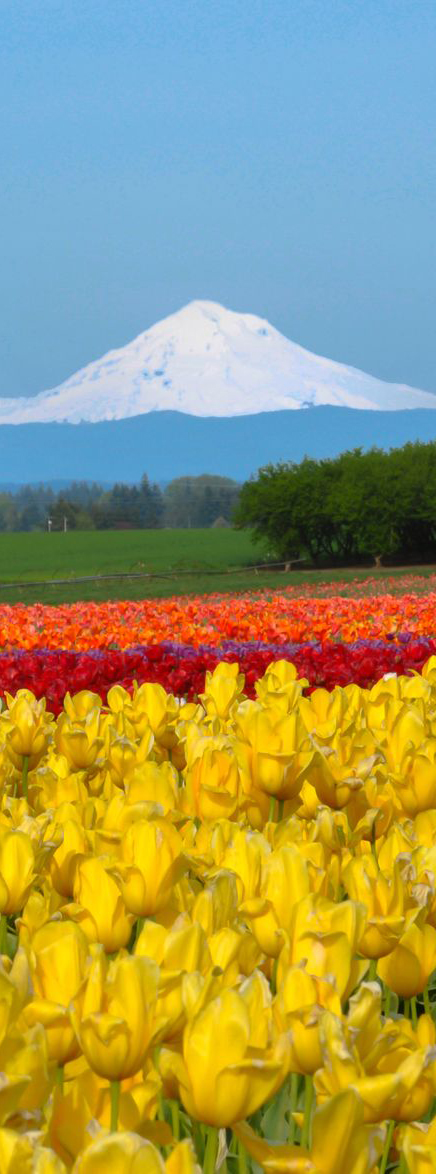 Mount Hood National Forest, Oregon and 50+ Secret Places in America That Most Tourists Don't Know About Mount Hood National Forest, Oregon and 50+ Secret Places in America That Most Tourists Don't Know About