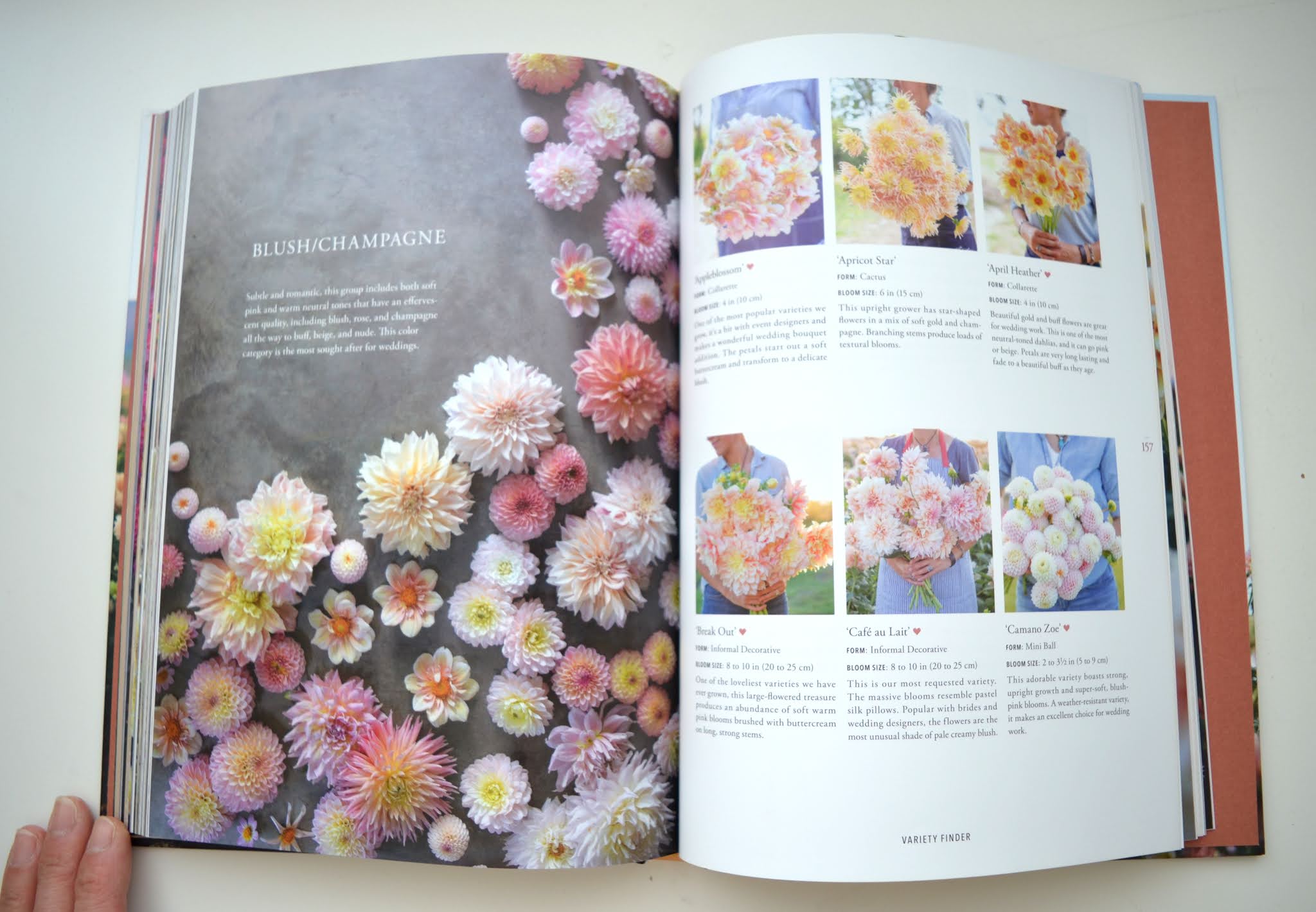 Tea Rose Home Floret Farm's Discovering Dahlias Book Review