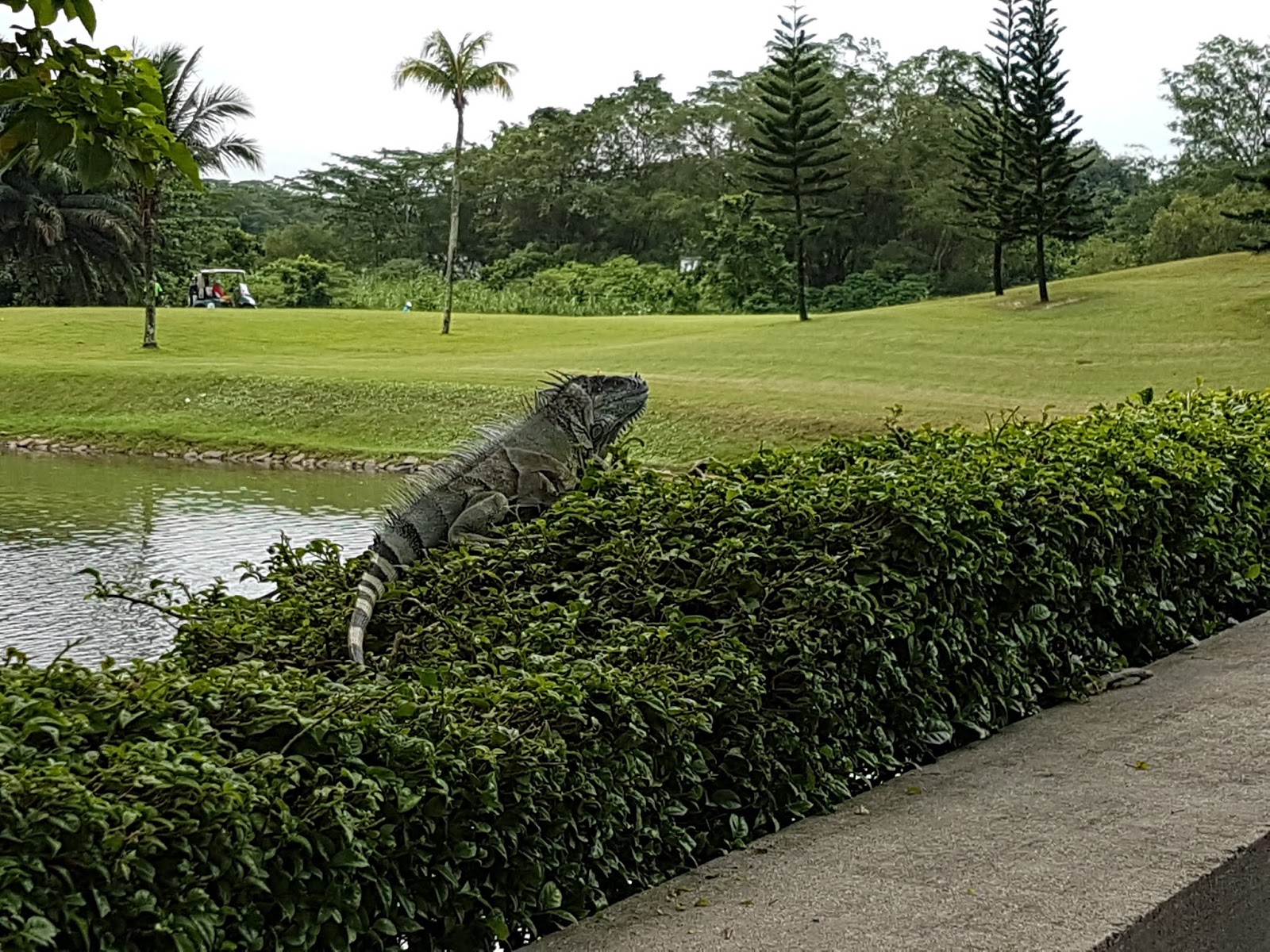 Iguana Kingdom v The Monitor Lizards