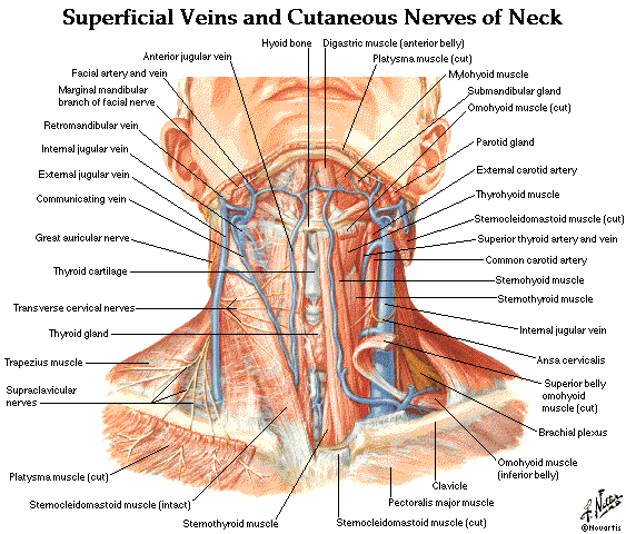 Diagrams Of Every Muscle And Bone In The Neck 115