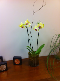 Phaleonopsis Orchids with tillandsia