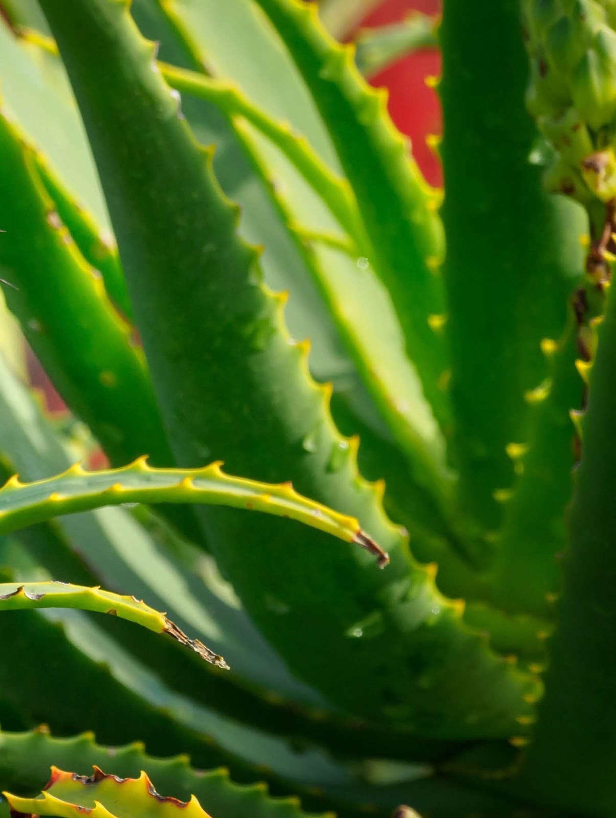 Homemade Tips For Hair Growth Faster Hair Oiling Technique