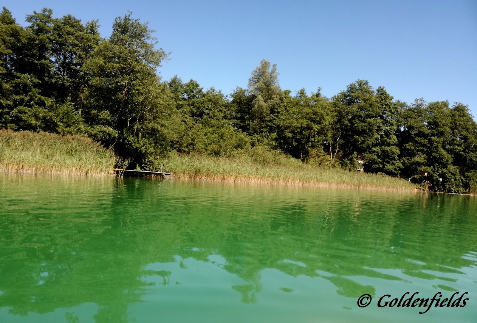 Goldwelpen Golden Retriever Welpen Familienzucht Ferienwohnungen Familie Klaus Und Karin Knabl Am Wunderschonen Keutschachersee In Karnten