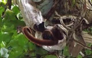 Σπάνιο βίντεο: Βόας σφικτήρας καταβροχθίζει πίθηκο! 