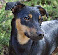 Baron Cooper, Manchester terrier