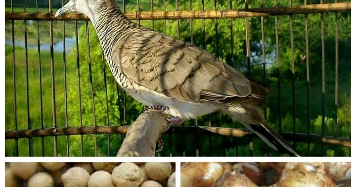 Manfaat Kunyit Untuk Burung Perkutut Terbukti Menyehatkan