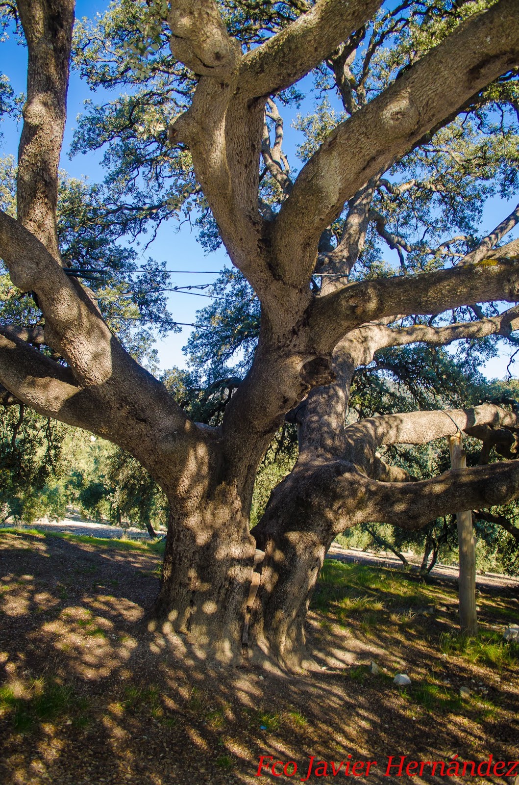 Foto de Encina Milenaria en Huéscar, Granada