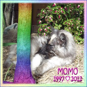 Goodbye sweet MoMo