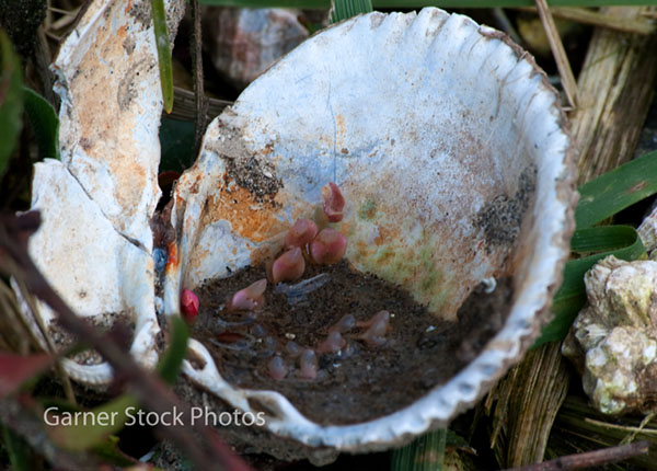 Stock and Fine Art Photos: Natural Still Life Open Clam Shell