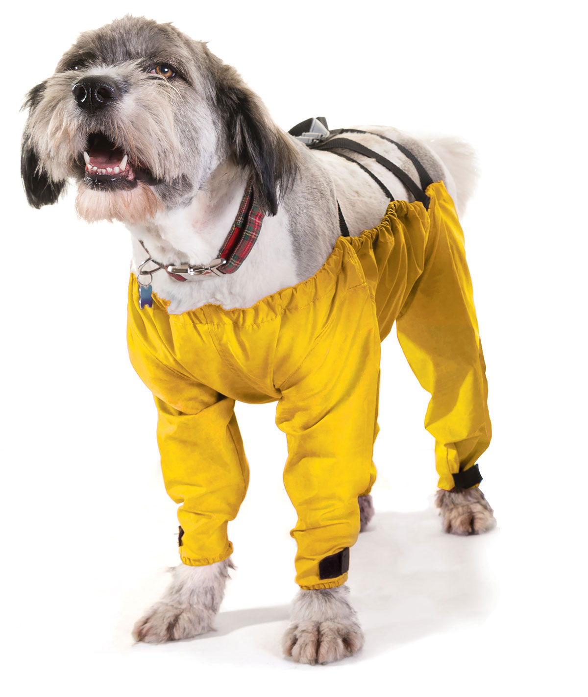 The Dog Trouser Company now in Australia Australian Dog Lover