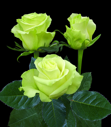 Hermosas Rosas De Color Verde ~ LAS MEJORES FOTOGRAFÍAS
