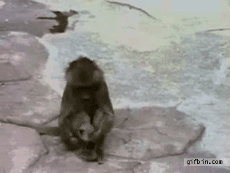 Most Hilarious Gifs
