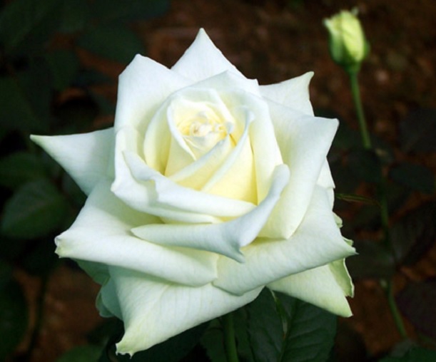 gambar bunga mawar 57